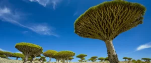 Socotra Island